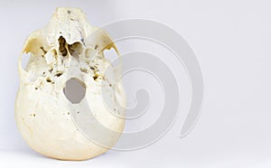 Bottom view of base of the human skull showing maxilla and foramen magnum for anatomy in isolated white background.