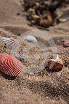 Bottom view of the beach shells lying on the sand. Summer composition on the seashore. Vacation on the seashore. A tropical resort