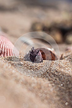 Bottom view of the beach shells lying on the sand. Summer composition on the seashore. Vacation on the seashore. A tropical resort