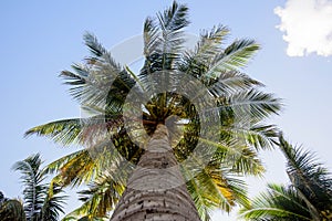 Bottom view of a beautiful palm tree with blue sky