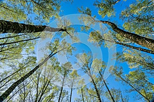 Bottom view of birch trees against a clear sky.