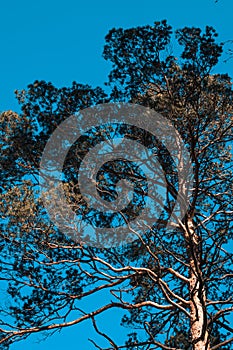 Bottom view of the blue sky and pine tree tops in Latvia