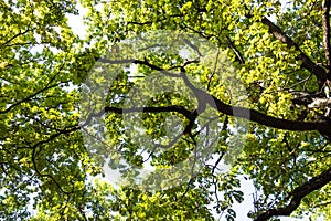 Bottom view of branch of oak tree in forest