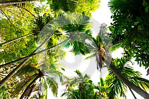 bottom view of branch tree and leaf there is lighting hit upper leaves.forest and environment concep