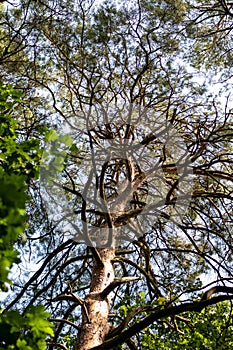 Bottom view of the branches of a pine tree in the forest.