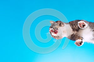 Bottom view of cat licking invisible glass on a blue sky background. Copy space