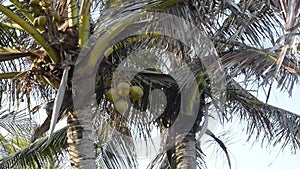 Bottom view of a coconut bunch on an palm tree in sunny dally light slightly moving by the ocean breeze wind.