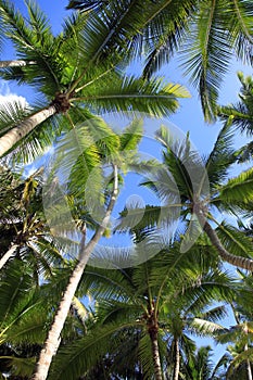 Bottom view of coconut palms. Saona island beach