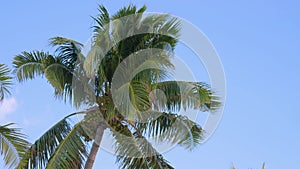 Bottom view of a coconut tree against a blue sky.