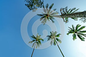 Bottom view of coconut tree on clear blue sky. Summer and paradise beach concept. Tropical coconut palm tree. Summer vacation
