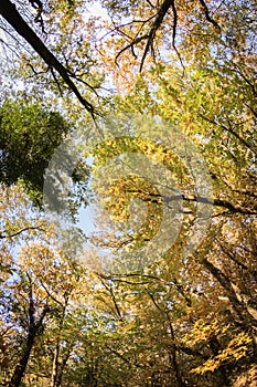 Bottom view on colorful forest trees