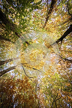 Bottom view on colorful forest trees