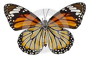 Bottom view of common tiger butterfly & x28; Danaus genutia & x29; on whit