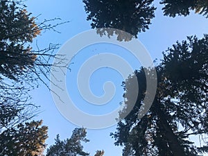 Bottom view of the crown of the tops of natural trees with green leaves and branches against the blue sky