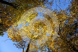 Bottom view. Crowns of forest trees in autumn