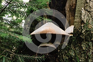 Bottom view of a crying mushroom growing on a tree trunk close up against a background of bark photo