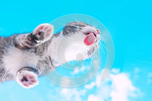 Bottom view of a cute cat licking invisible glass. Funny pet wallpaper, postcard