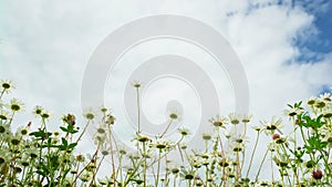 Bottom view of daisy flowers against dark blue sky with clouds in rainy day. Summer. Natural background