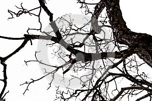 Bottom view of dead tree and disorganized branches isolated on white background. Death, hopeless, despair,sad, and lament concept