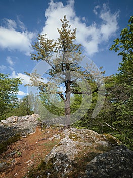 Bottom view of a detached deciduous tree on a rocky hill, Pezinska Baba, Slovakia