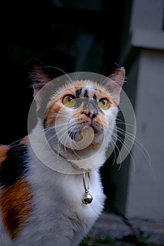 Bottom View of Domestic Cat Portrait Photo Shot