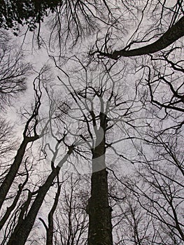 Branches of a forest in winter
