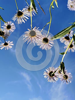 Bottom view of the flowers of lilac erigeron Latin Erigeron with sharp thin petals against the background of a blue sky with