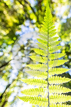 Bottom view of green fern leaves on forest ground