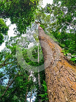 Bottom view of green tree in tropical forest. Bottom view background of tree with green leaves and sun light in the the day.