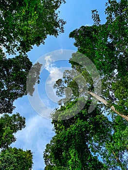 Bottom view of green tree in tropical forest with bright blue sky and white cloud. Bottom view background of tree with green leave