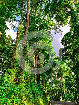 Bottom view of green tree in tropical forest with sunshine. Bottom view background of tree with green leaves and sun light