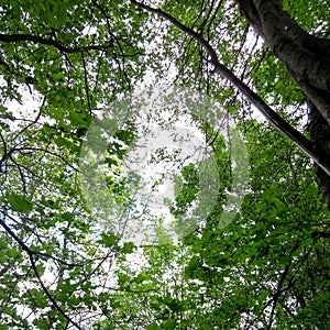 Bottom view of green trees