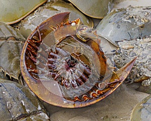 Bottom view of a horseshoe crab