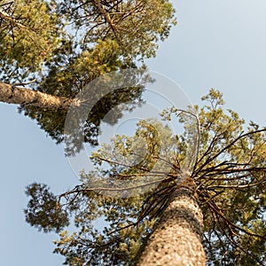 Bottom view of huge trees. These are pines, popularly called ship pines. The wood of this tree is used to make ship masts