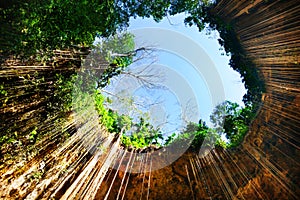 Bottom view of Ik-Kil cenote with hanging roots photo