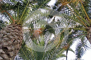 Bottom view of the intertwining branches of palm trees