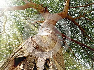 bottom view of a large tree near trunk with coming sunlight through leaves or tyndall effect photo