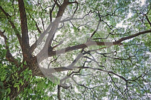 Bottom view of many green leaves on branches of a big tree with sunlight in tropical park