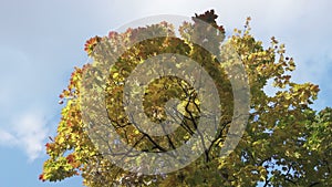 The bottom view on a maple with green yellow and red leaves against the background of the blue sky in autumn sunny day