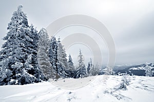 Bottom view massive chic snowy fir trees