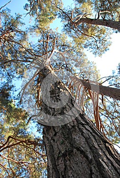 Bottom view of mast pine