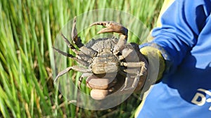Bottom view of a mud crab caught in paddy field ( extreme closeup )