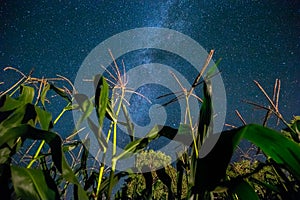 Bottom View Of Night Starry Sky With Milky Way From Green Maize