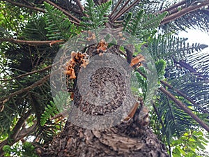 Bottom view of a Norfolk Island Pine has scaly or Araucaria heterophylla