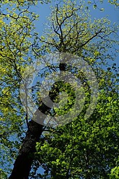 Bottom view of oak tree and green leaves against blue sky.