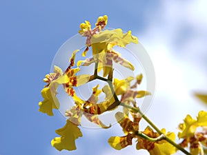 Bottom view of Oncidium altissimum or Wydler dancing lady orchid flower with sky background.