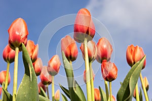 Bottom view orange tulips facing to a blue sky