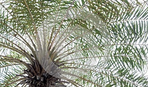 Bottom view of palm