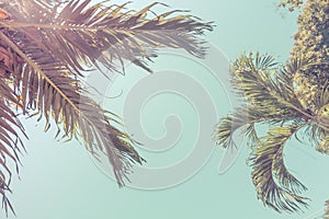 Bottom view of palm crown trees against a blue sky. ?inematic retro summer tropical background. Fluffy palm leaves