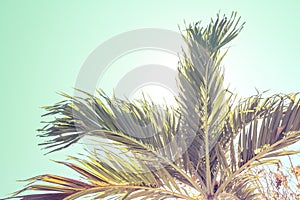 Bottom view of palm crown trees against a blue sky. ?inematic retro summer tropical background. Fluffy palm leaves